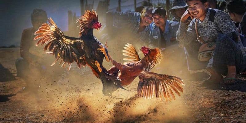 Đá gà cựa sắt là hình thức mà rất nhiều anh em yêu thích Đá gà cựa sắt là hình thức mà rất nhiều anh em yêu thích