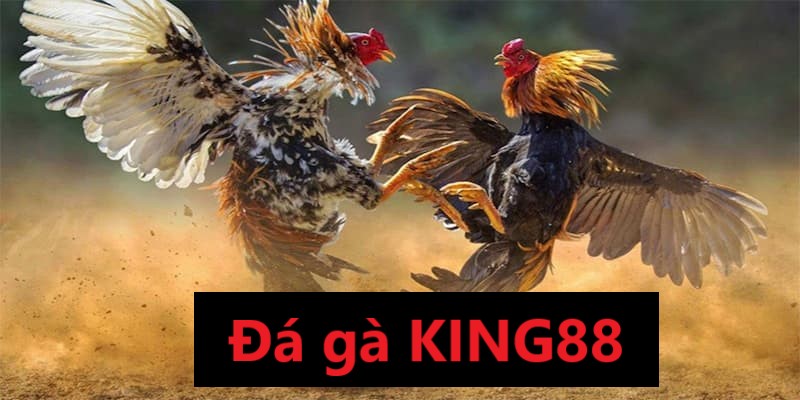 Giới thiệu về đá gà KING88 Giới thiệu về đá gà KING88